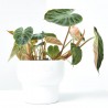 PHILODENDRON VERRUCOSUM MACETA 14CM