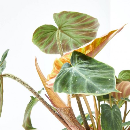 PHILODENDRON VERRUCOSUM MACETA 14CM
