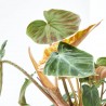 PHILODENDRON VERRUCOSUM MACETA 14CM