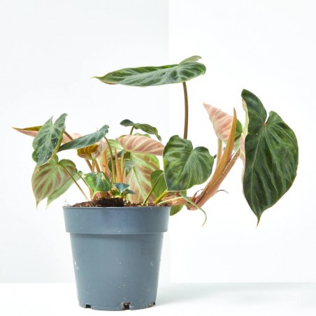 PHILODENDRON VERRUCOSUM MACETA 14CM
