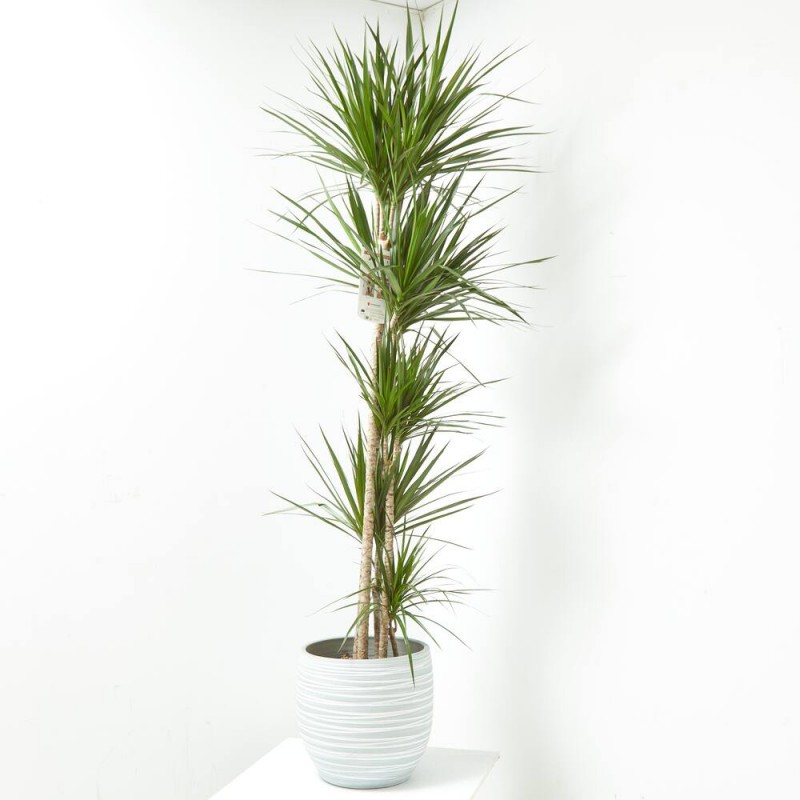 DRACENA MARGINATA 10L + MACETERO DORIS GRIS D33CM