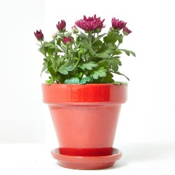 MARGARITA HIBRIDA DOBLE M-12