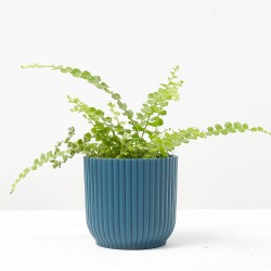 NEPHROLEPIS EXALTATA DUFFY M-6