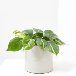 PHILODENDRON  BRAZIL T15 COLGADOR