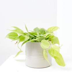 PHILODENDRON  MICANS T15 COLGADOR