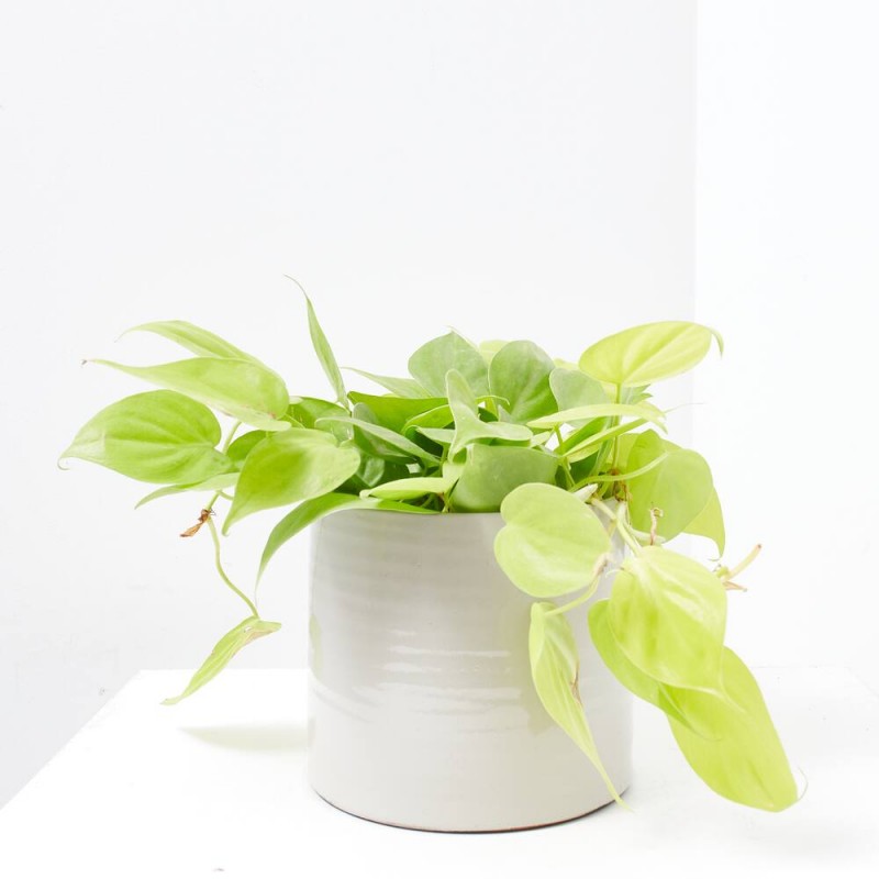 PHILODENDRON  MICANS T15 COLGADOR