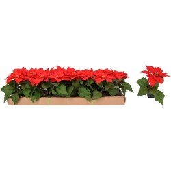 MACETA MINI FLOR PASCUA 19CM