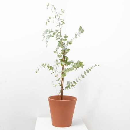 EUCALIPTO MACETA 5L