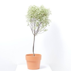 PITTOSPORUM VARIEGATA COPA MACETA 5L