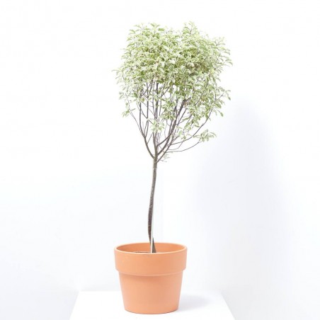 PITTOSPORUM VARIEGATA COPA MACETA 5L