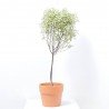 PITTOSPORUM VARIEGATA COPA MACETA 5L