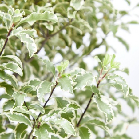 PITTOSPORUM VARIEGATA COPA MACETA 5L