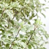 PITTOSPORUM VARIEGATA COPA MACETA 5L