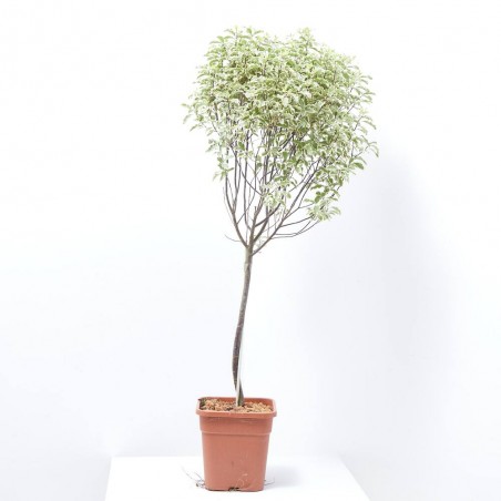 PITTOSPORUM VARIEGATA COPA MACETA 5L