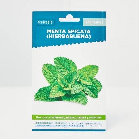 SEMILLAS HIERBABUENA VERDECORA