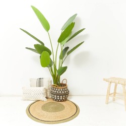 STRELITZIA 190CM