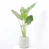 ALOCASIA MACRORRHIZA OREJA ELEFANTE MACETA 22CM