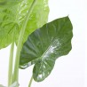 ALOCASIA MACRORRHIZA OREJA ELEFANTE MACETA 22CM