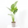 ALOCASIA MACRORRHIZA OREJA ELEFANTE MACETA 22CM