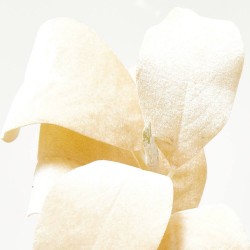 MAGNOLIA BEIGE DORADO TALLO 56CM