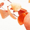 EUCALYPTHUS NARANJA TALLO 56CM
