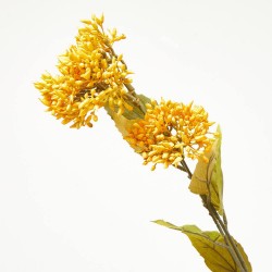 SEDUM MOSTAZA TALLO 67CM