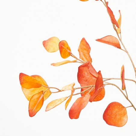 EUCALYPTUS DRY LOOK NARANJA TALLO 100CM