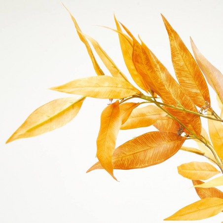 EUCALYPTUS GLOBULUS COÑAC TALLO 103 CM