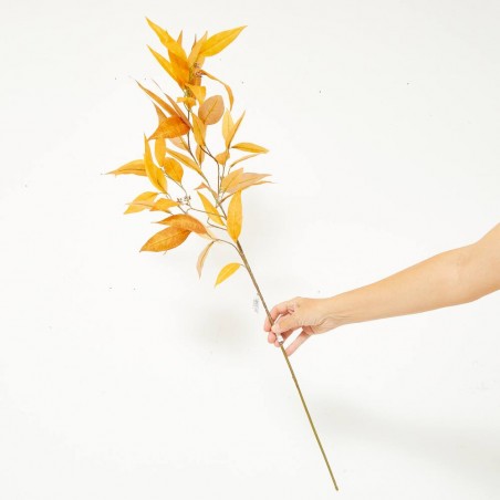 EUCALYPTUS GLOBULUS COÑAC TALLO 103 CM