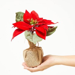 POINSETTIA ROJA MACETA YUTE 19CM