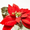 POINSETTIA ROJA MACETA YUTE 19CM