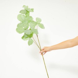 TETRASTIGMA VERDE TALLO 110CM