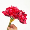 AMARILIS X3 CEREZA TALLO 75CM