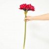 AMARILIS X3 CEREZA TALLO 75CM