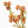 SEDUM COÑAC TALLO 42CM