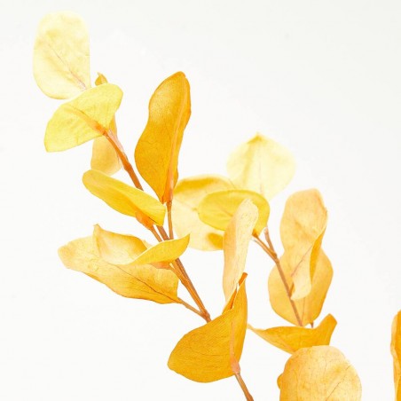 EUCALYPTUS DRY LOOK OTOÑO TALLO 100CM