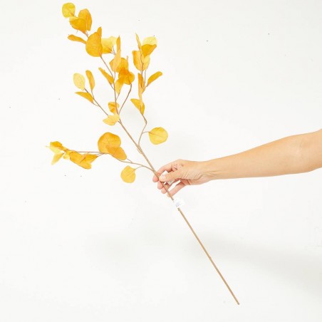 EUCALYPTUS DRY LOOK OTOÑO TALLO 100CM
