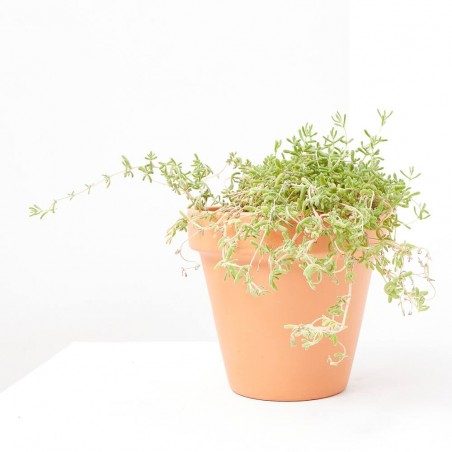 PENDULINA MACETA 13CM