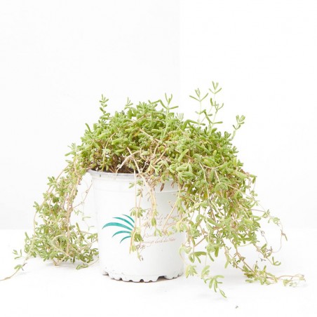 PENDULINA MACETA 13CM