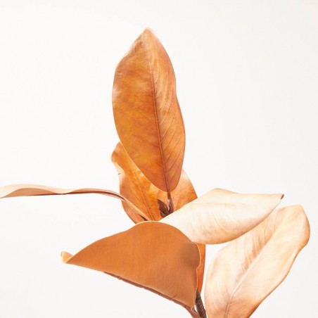 RAMITA MAGNOLIA X 7. 40 CM. COÑAC.