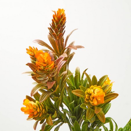 BUSH HOP NARANJA UV 37CM