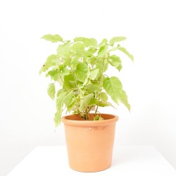 HORTENSIA ANABELLE 3L