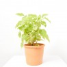 HORTENSIA ANABELLE 3L
