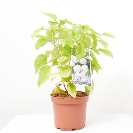 HORTENSIA ANABELLE 3L