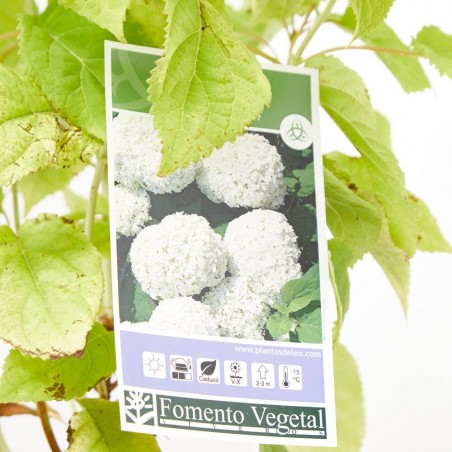 HORTENSIA ANABELLE 3L