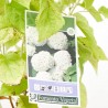 HORTENSIA ANABELLE 3L
