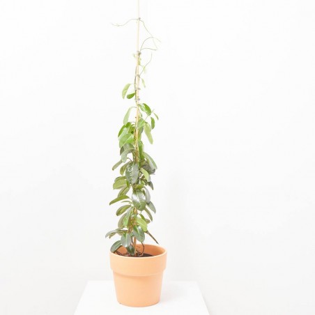 STEPHANOTIS MACETA 5L