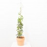 STEPHANOTIS MACETA 5L