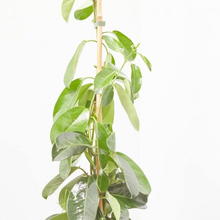 STEPHANOTIS MACETA 5L