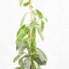 STEPHANOTIS MACETA 5L